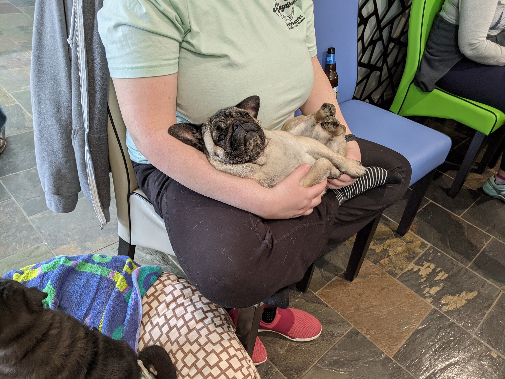 Keva, an adoptable Pug in Alvin, TX, 77512 | Photo Image 3