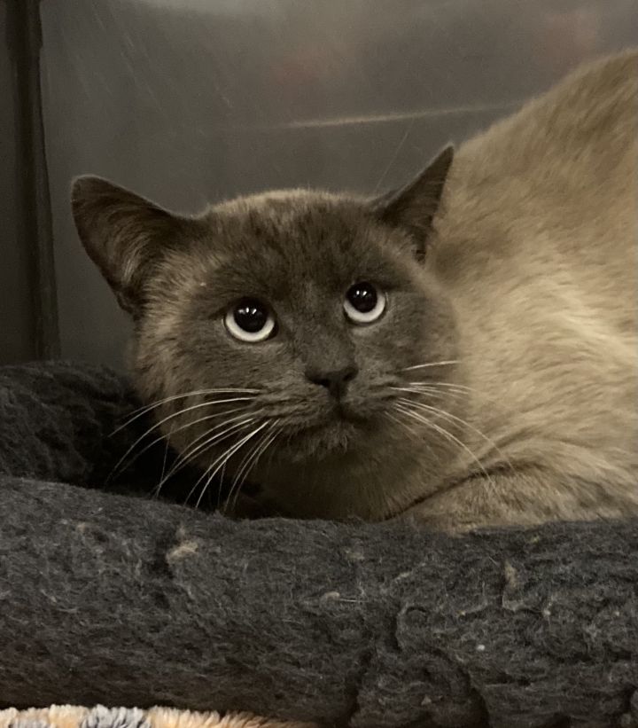 Hercules, an adopted Siamese in Exeter, RI_image-1