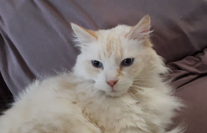 Turbo (super model of cats, diabetic), an adopted Ragdoll in Harrisburg, PA_image-1
