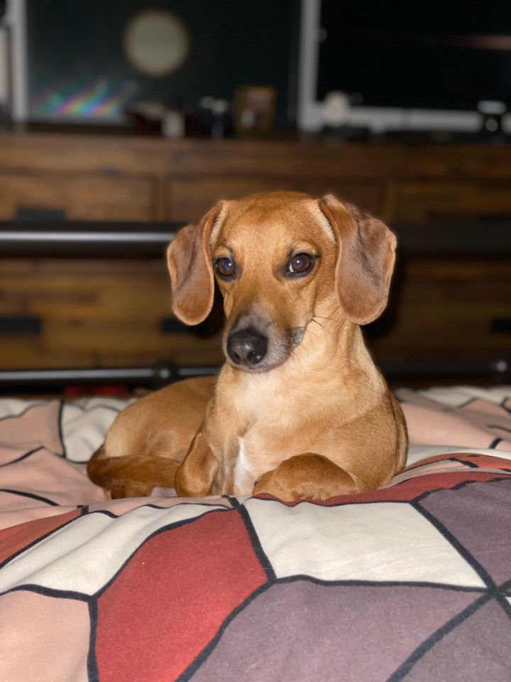 Buddy, an adopted Dachshund in Portland, OR_image-1
