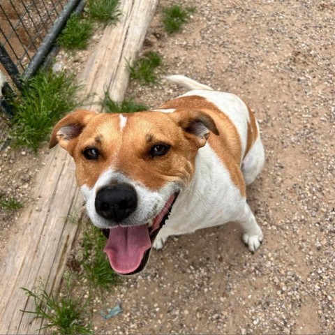 Graham W803, an adoptable Mixed Breed, Great Pyrenees in Allen, TX, 75013 | Photo Image 1