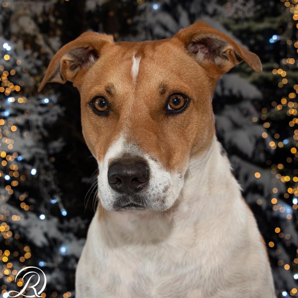 Graham W803, an adoptable Mixed Breed, Great Pyrenees in Allen, TX, 75013 | Photo Image 1