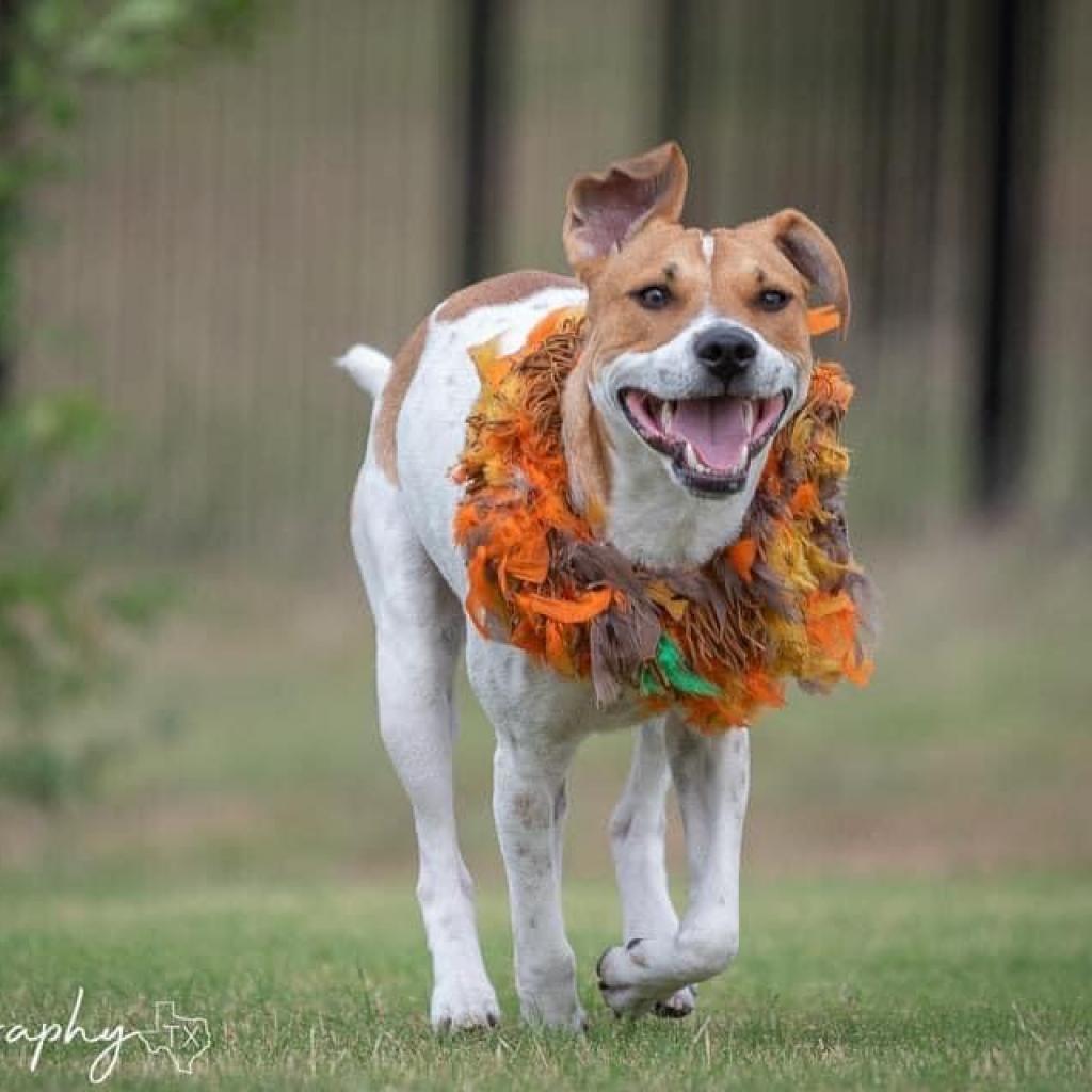 Graham W803, an adoptable Mixed Breed, Great Pyrenees in Allen, TX, 75013 | Photo Image 1