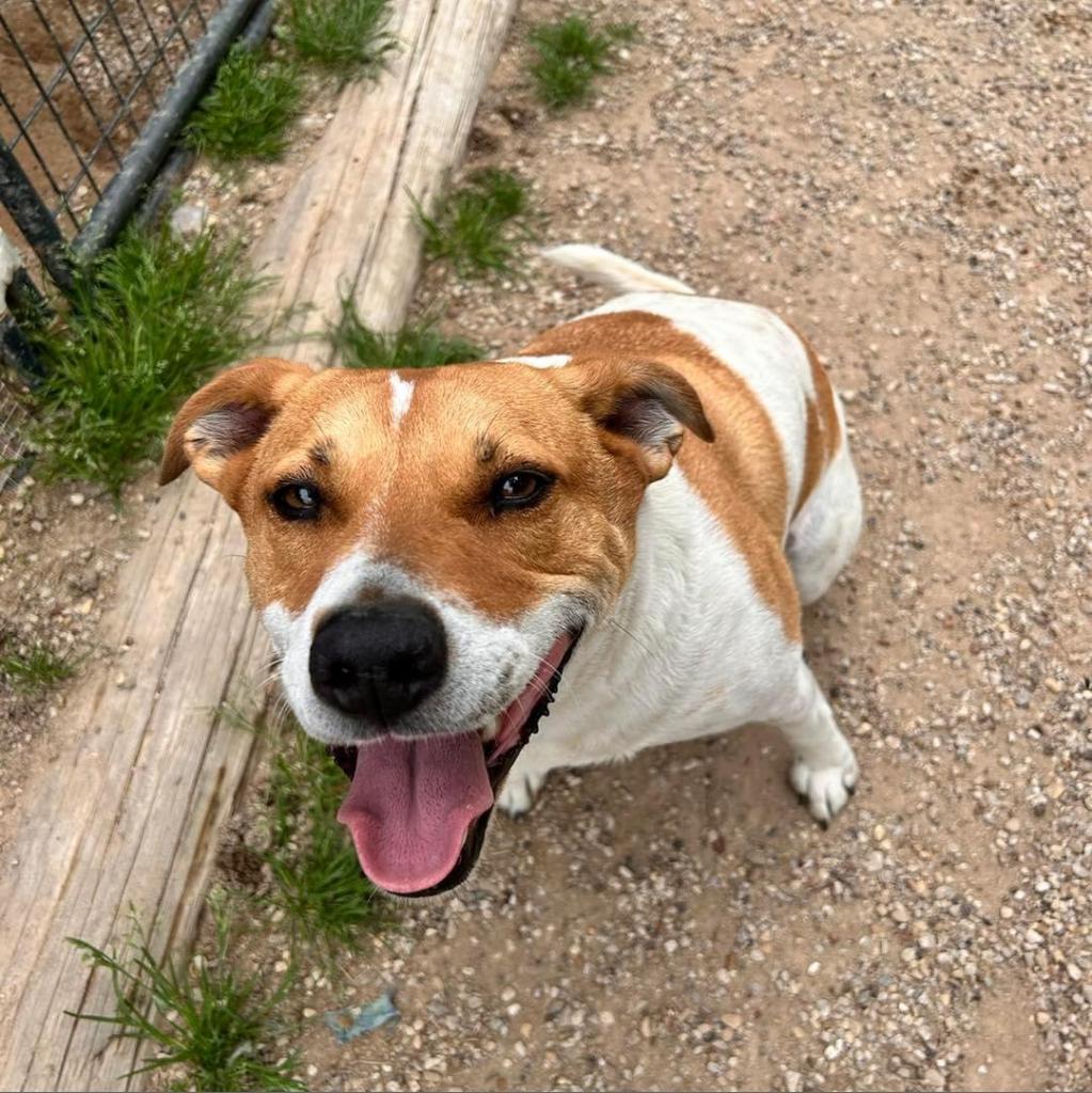 Graham W803, an adoptable Mixed Breed, Great Pyrenees in Allen, TX, 75013 | Photo Image 2