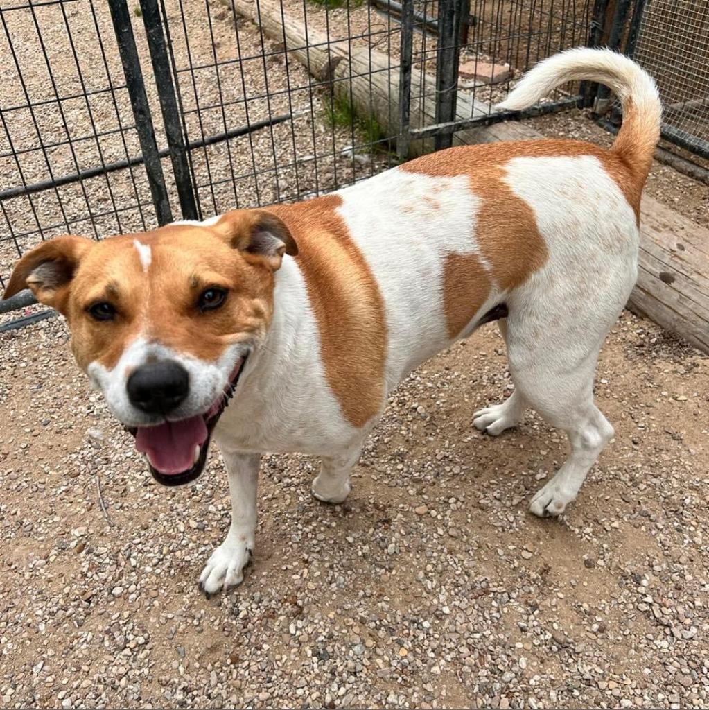 Graham W803, an adoptable Mixed Breed, Great Pyrenees in Allen, TX, 75013 | Photo Image 3