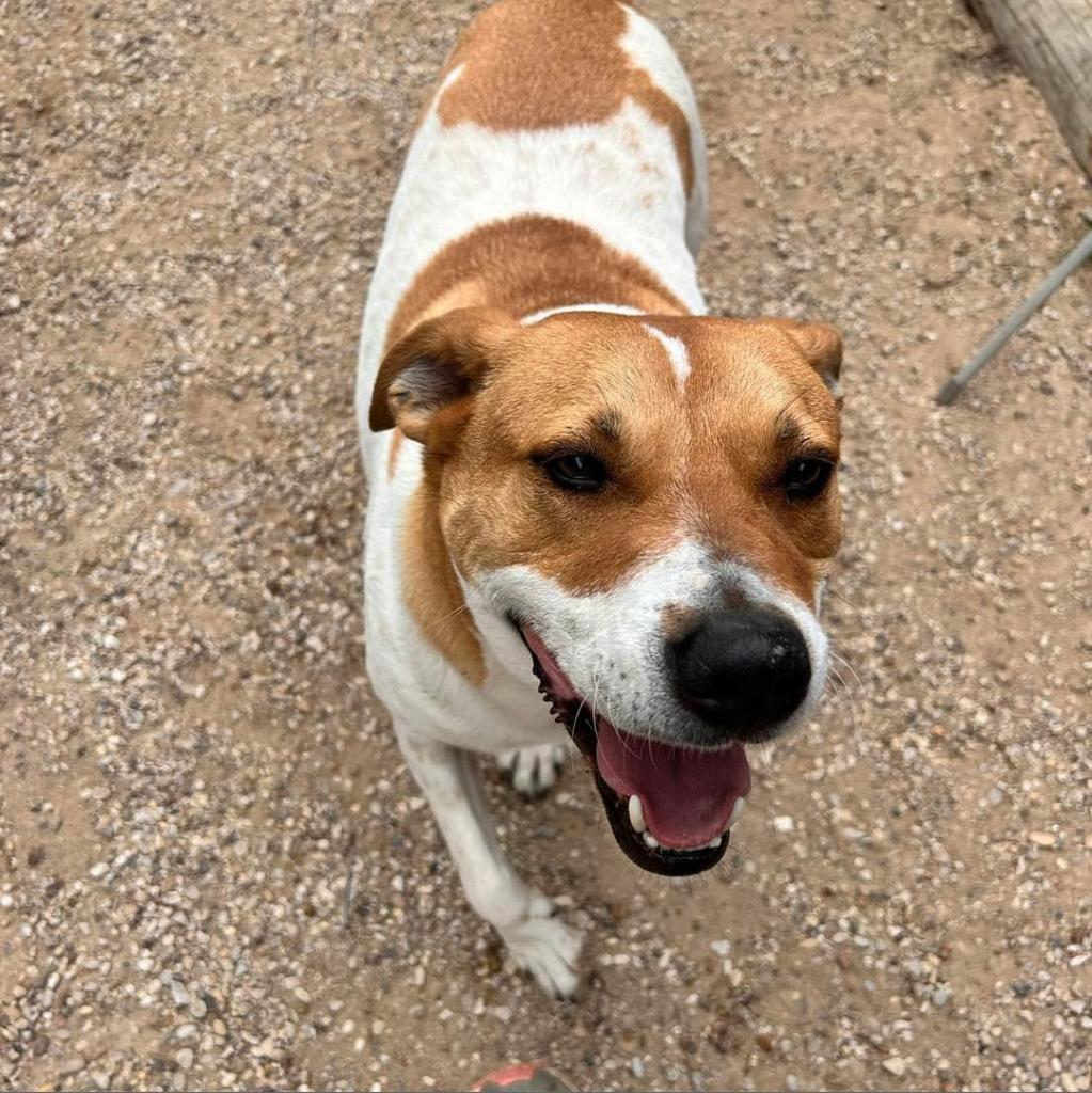 Graham W803, an adoptable Mixed Breed, Great Pyrenees in Allen, TX, 75013 | Photo Image 4