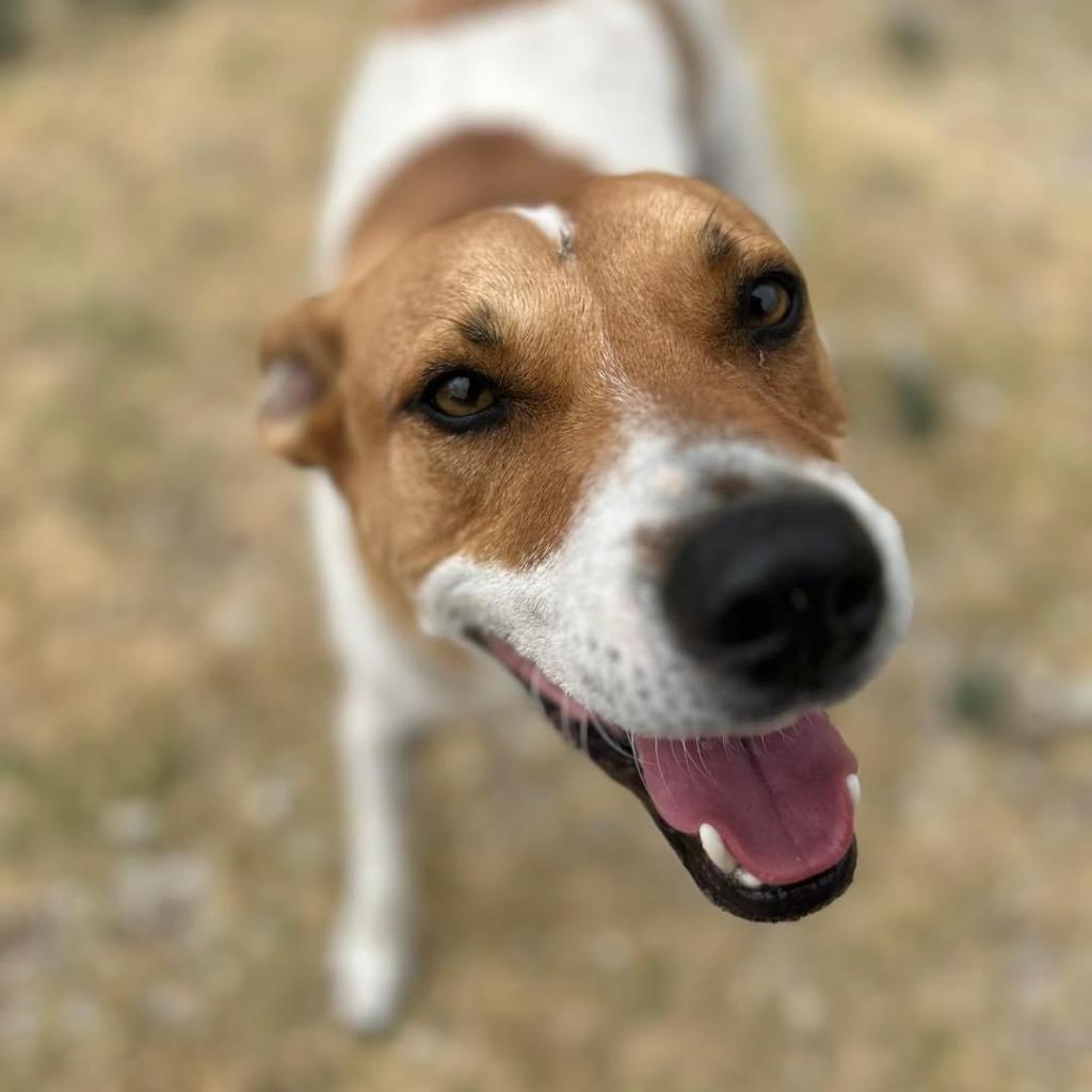 Graham W803, an adoptable Mixed Breed, Great Pyrenees in Allen, TX, 75013 | Photo Image 5