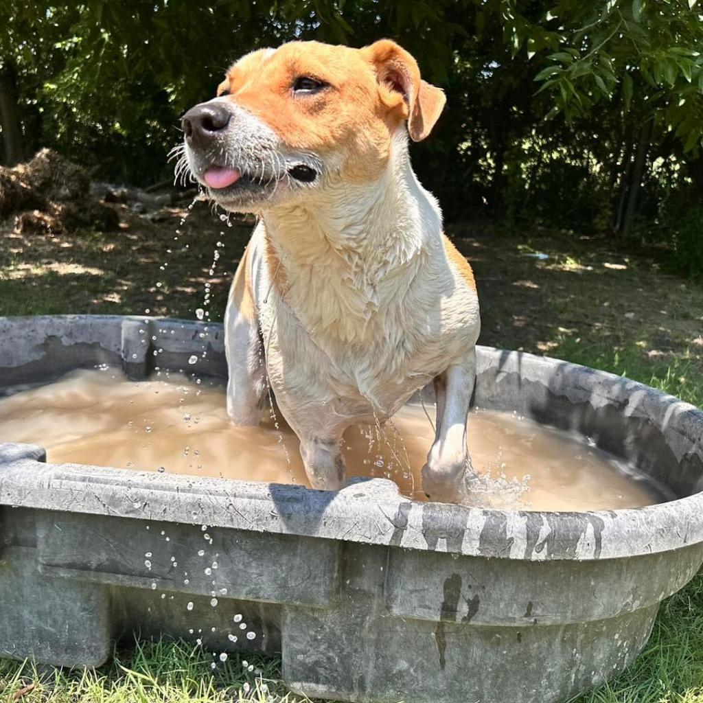 Graham W803, an adoptable Mixed Breed, Great Pyrenees in Allen, TX, 75013 | Photo Image 6
