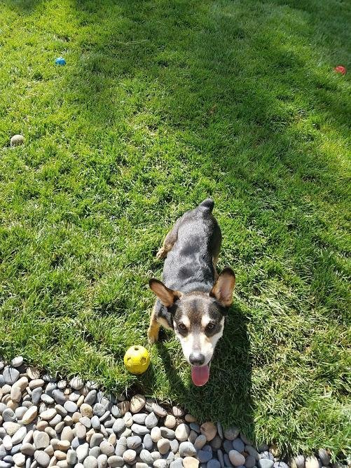 Benson, an adoptable Corgi, Chihuahua in Santa Monica, CA, 90403 | Photo Image 2