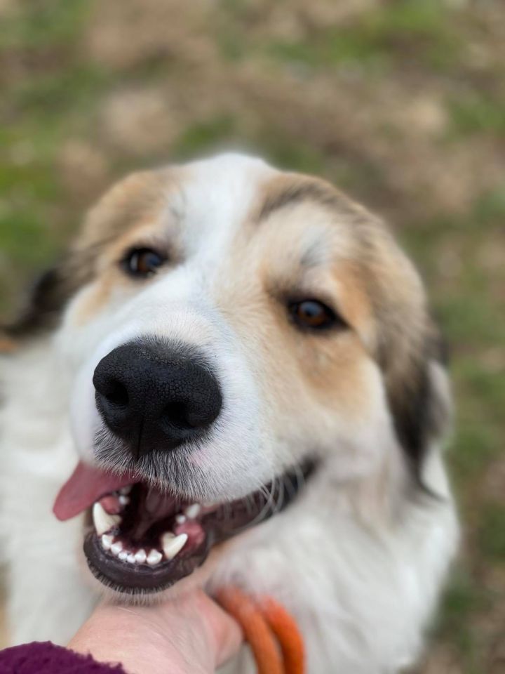Chief, an adopted Great Pyrenees & Saint Bernard Mix in Brewster , NY_image-2