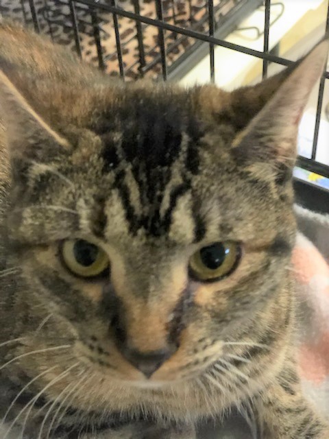 PIPPI - Stunning, Unusual, Sweet, Loving, 7-Month-Old, Bengal Mix Girl!, an adopted Bengal & Tabby Mix in Oakwood, GA_image-2