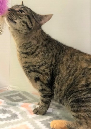 PIPPI - Stunning, Unusual, Sweet, Loving, 7-Month-Old, Bengal Mix Girl!, an adopted Bengal & Tabby Mix in Oakwood, GA_image-3