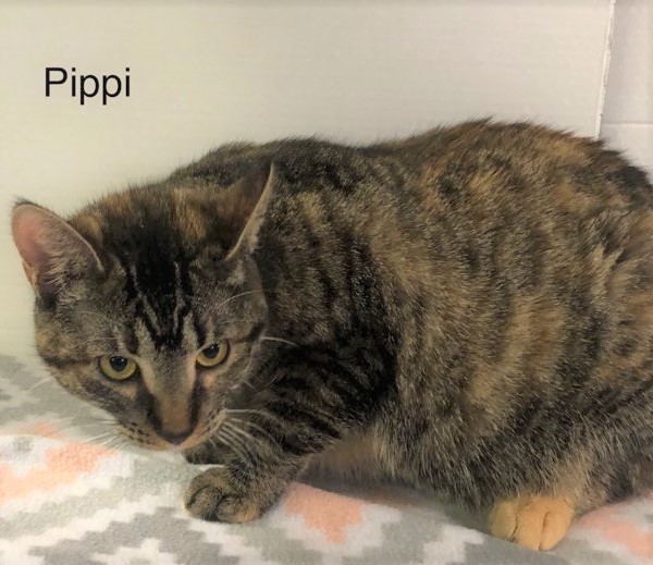 PIPPI - Stunning, Unusual, Sweet, Loving, 7-Month-Old, Bengal Mix Girl!