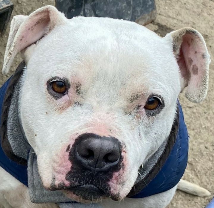 Dog for adoption - Kato, an English Bulldog &amp; American Bulldog Mix in