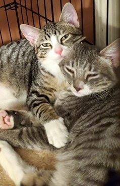 Tom & Jerry *BONDED PAIR*