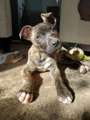 Genie -Fostered in NJ