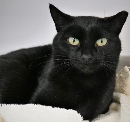 Noblesville Pets Who Need A Home: Sable, Jolly & More