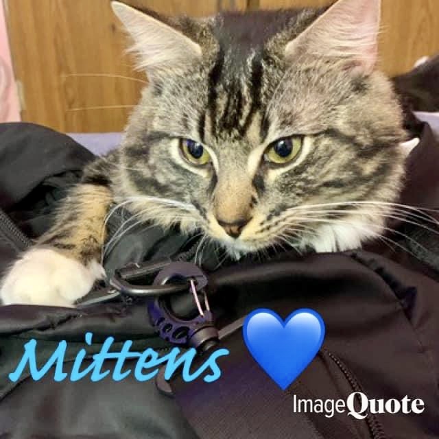 Mittens, an adopted Domestic Short Hair in Staten Island, NY_image-2