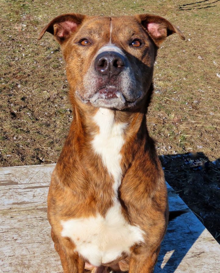 21-38 Judge, an adopted Pit Bull Terrier in Amityville, NY_image-3