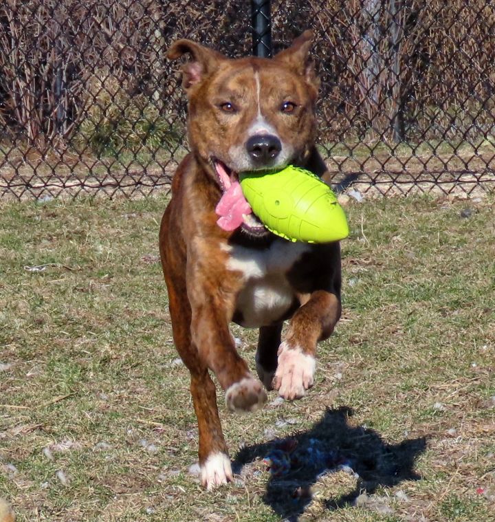 21-38 Judge, an adopted Pit Bull Terrier in Amityville, NY_image-6