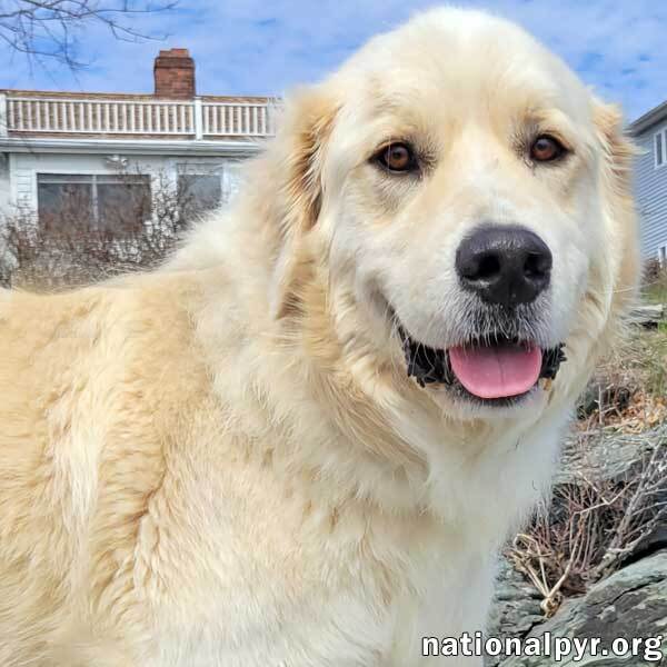 Nelson in AL - Smart, Loveable Goofball!, an adoptable Great Pyrenees in Birmingham, AL_image-1