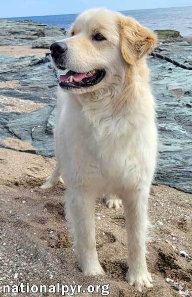 Nelson in AL - Smart, Loveable Goofball!, an adoptable Great Pyrenees in Birmingham, AL_image-2