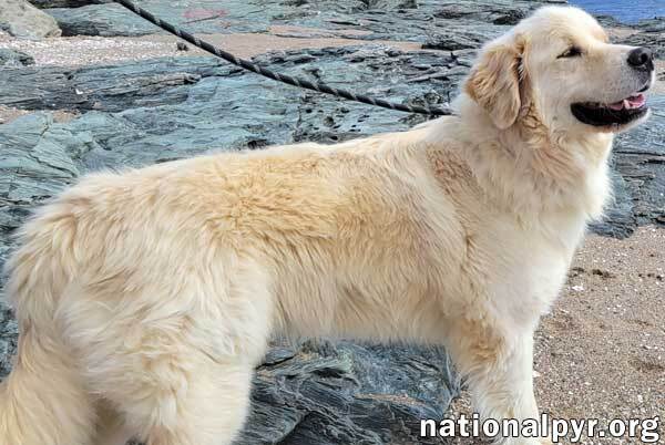 Nelson in AL - Smart, Loveable Goofball!, an adoptable Great Pyrenees in Birmingham, AL_image-3