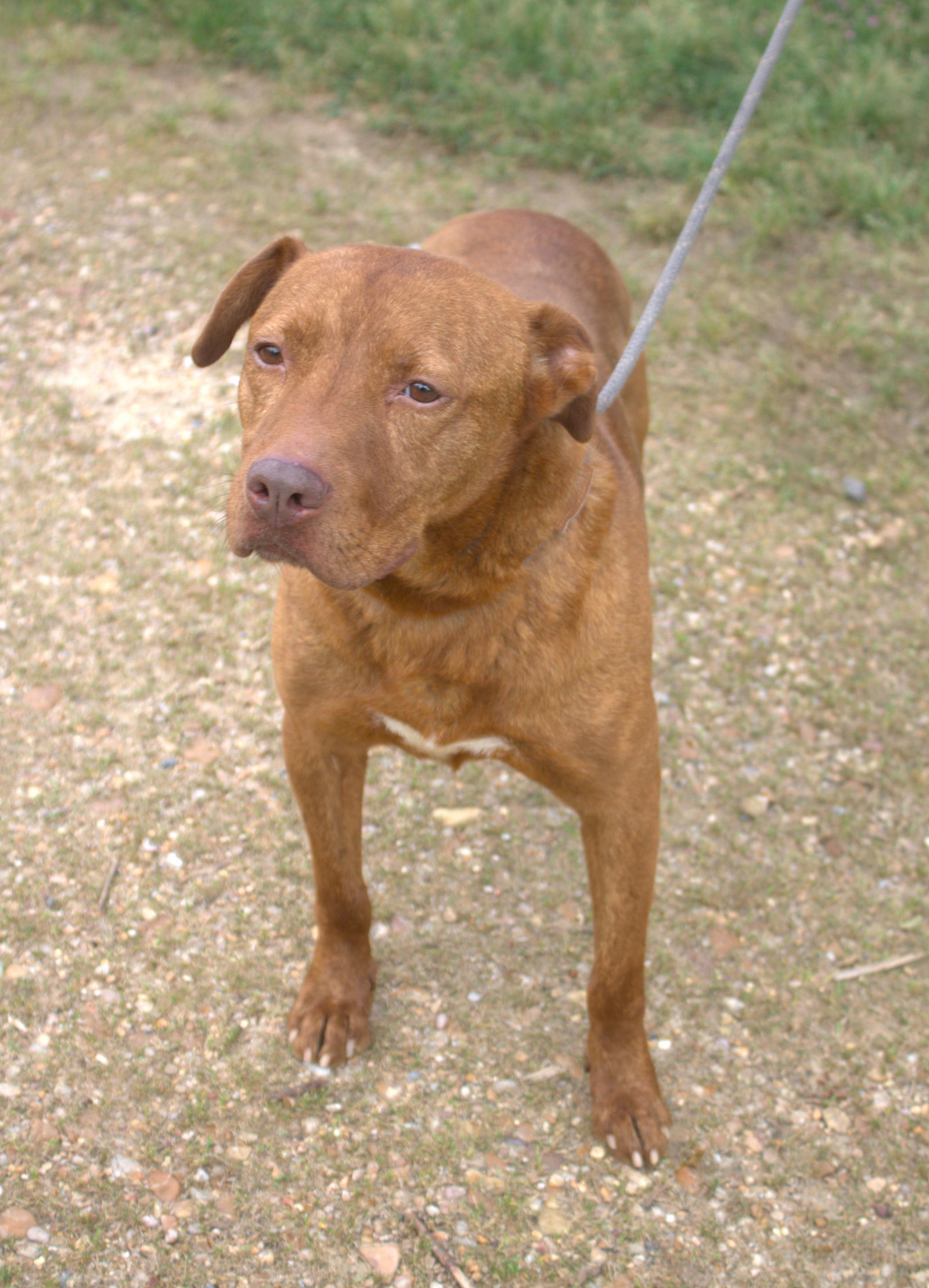 Andy, an adoptable American Staffordshire Terrier in Jackson, MS, 39213 | Photo Image 1