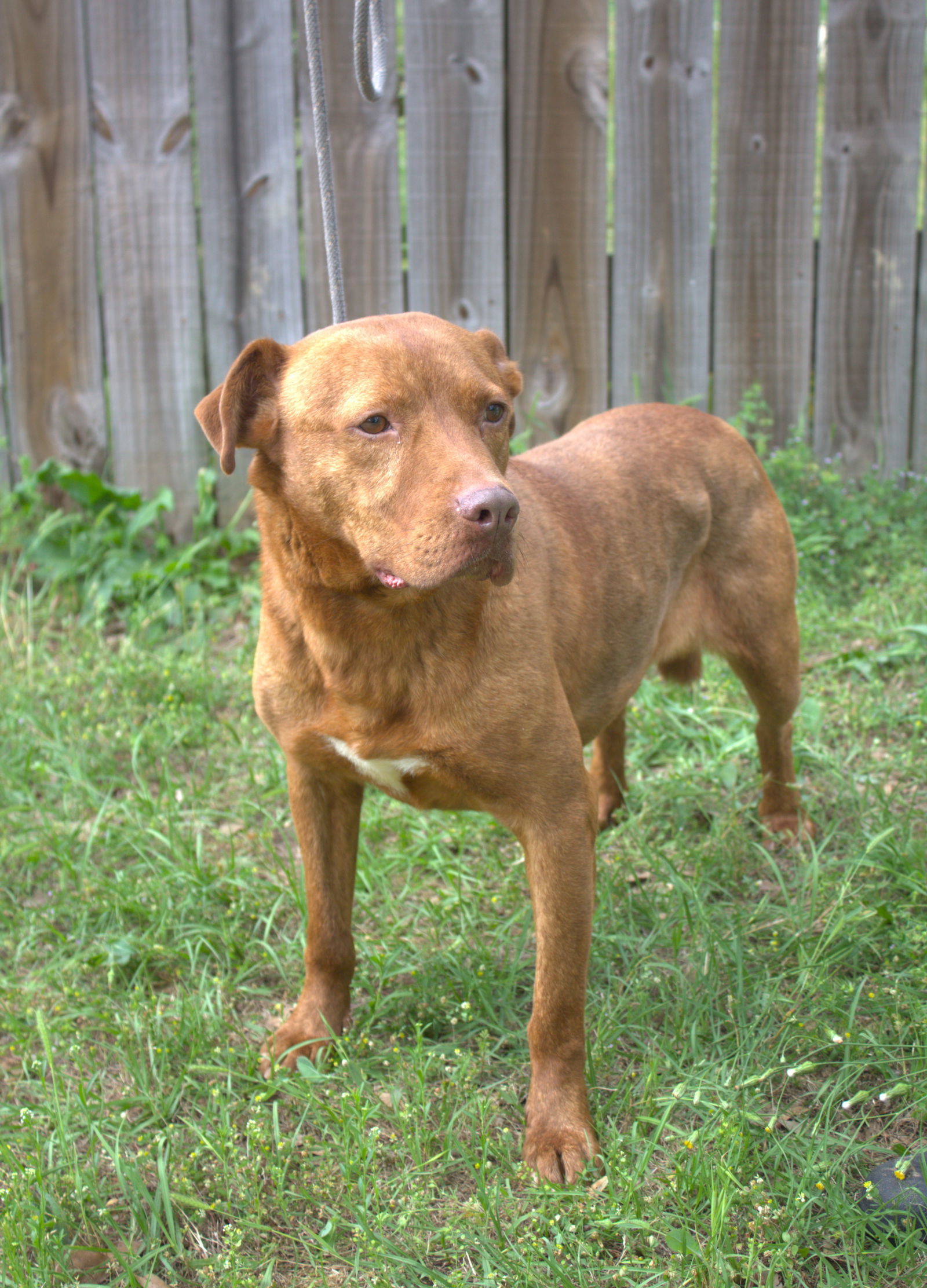 Andy, an adoptable American Staffordshire Terrier in Jackson, MS, 39213 | Photo Image 2