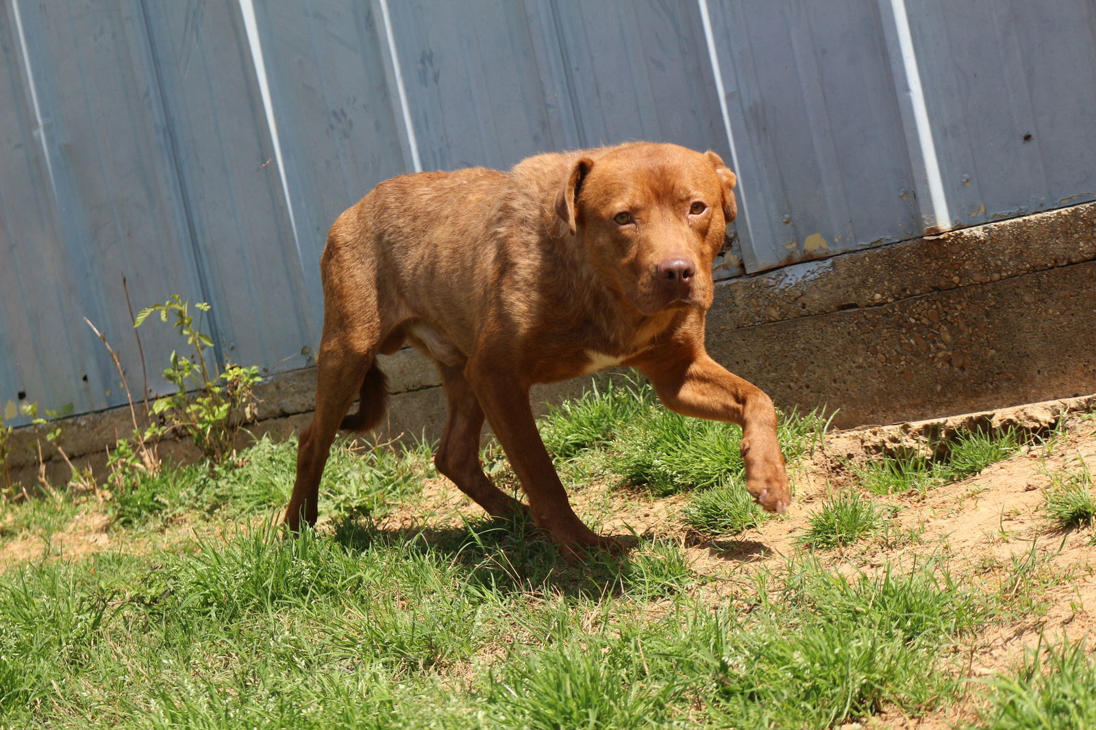 Andy, an adoptable American Staffordshire Terrier in Jackson, MS, 39213 | Photo Image 3
