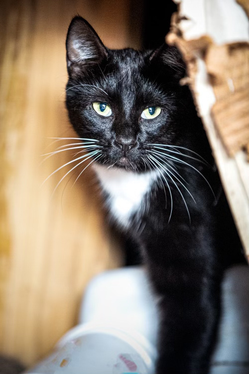 Boots08/04/19, an adoptable American Bobtail, Tuxedo in Decatur, TX, 76234 | Photo Image 2