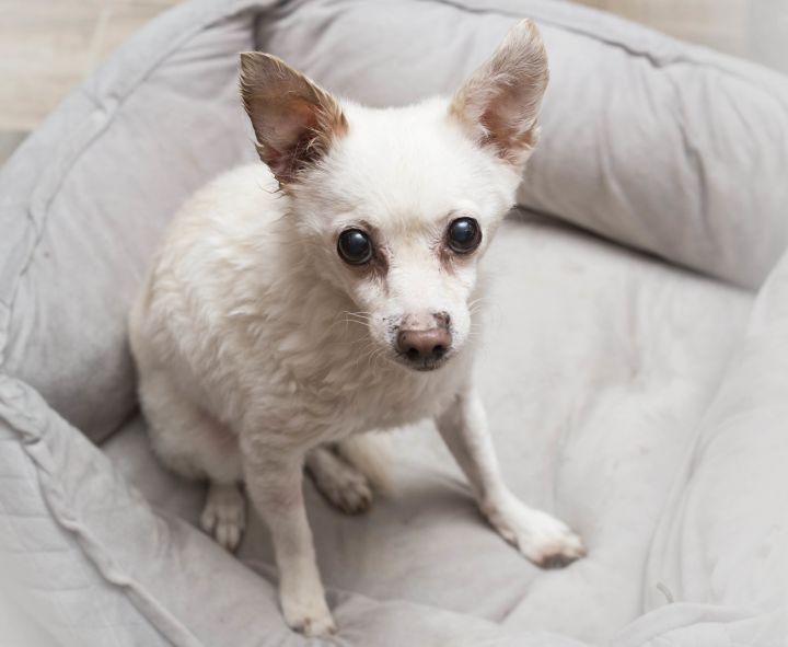 LUNA, an adopted Chihuahua in New York, NY_image-4