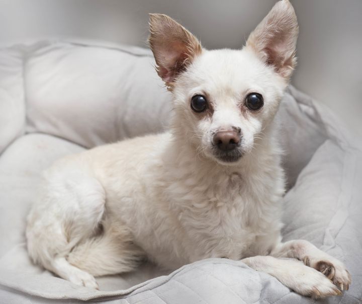 LUNA, an adopted Chihuahua in New York, NY_image-1