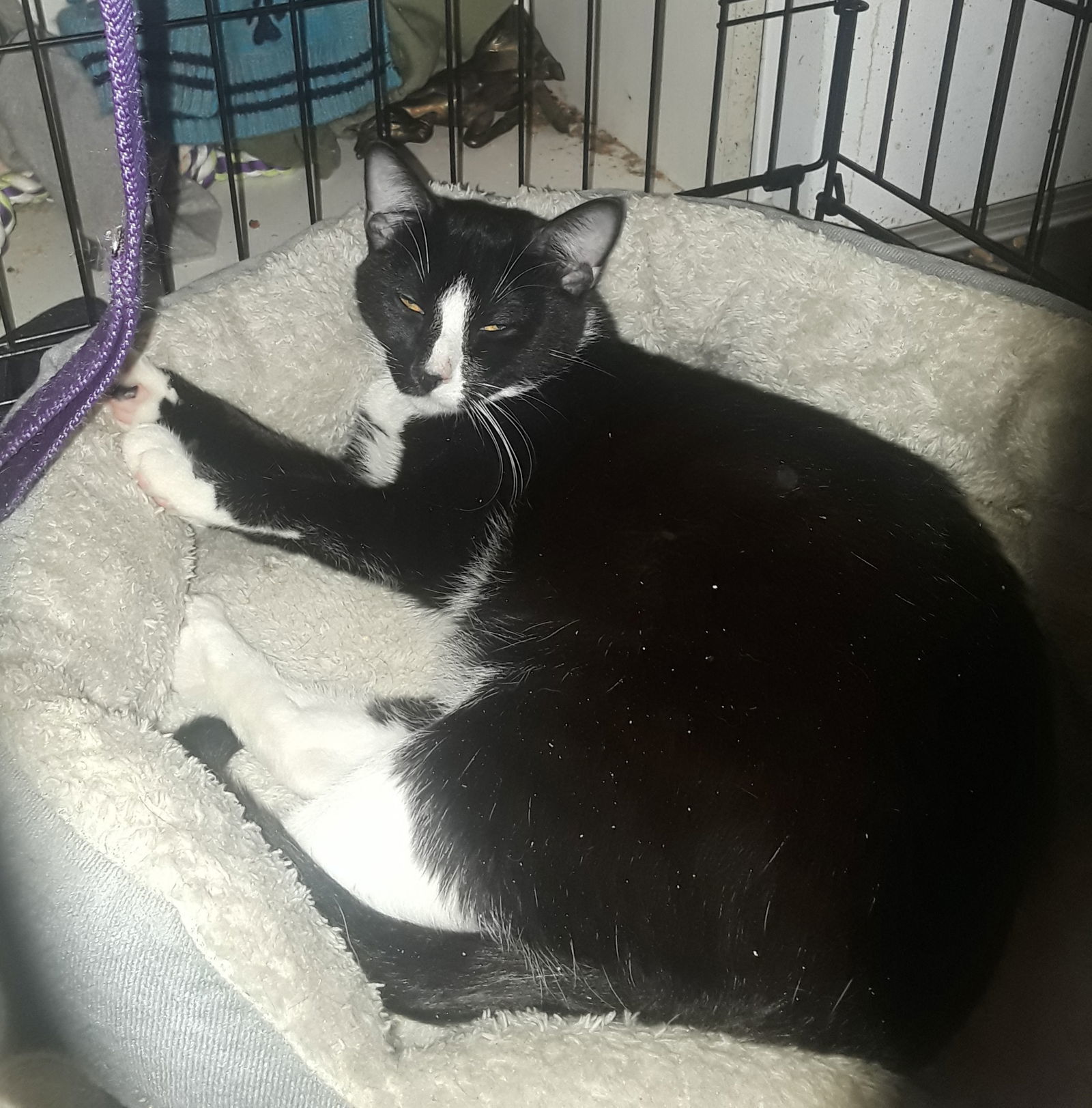 Laverne, an adoptable Domestic Short Hair, Tuxedo in Crescent, OK, 73028 | Photo Image 1