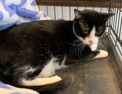 Shirley, an adoptable Domestic Short Hair, Tuxedo in Crescent, OK, 73028 | Photo Image 1