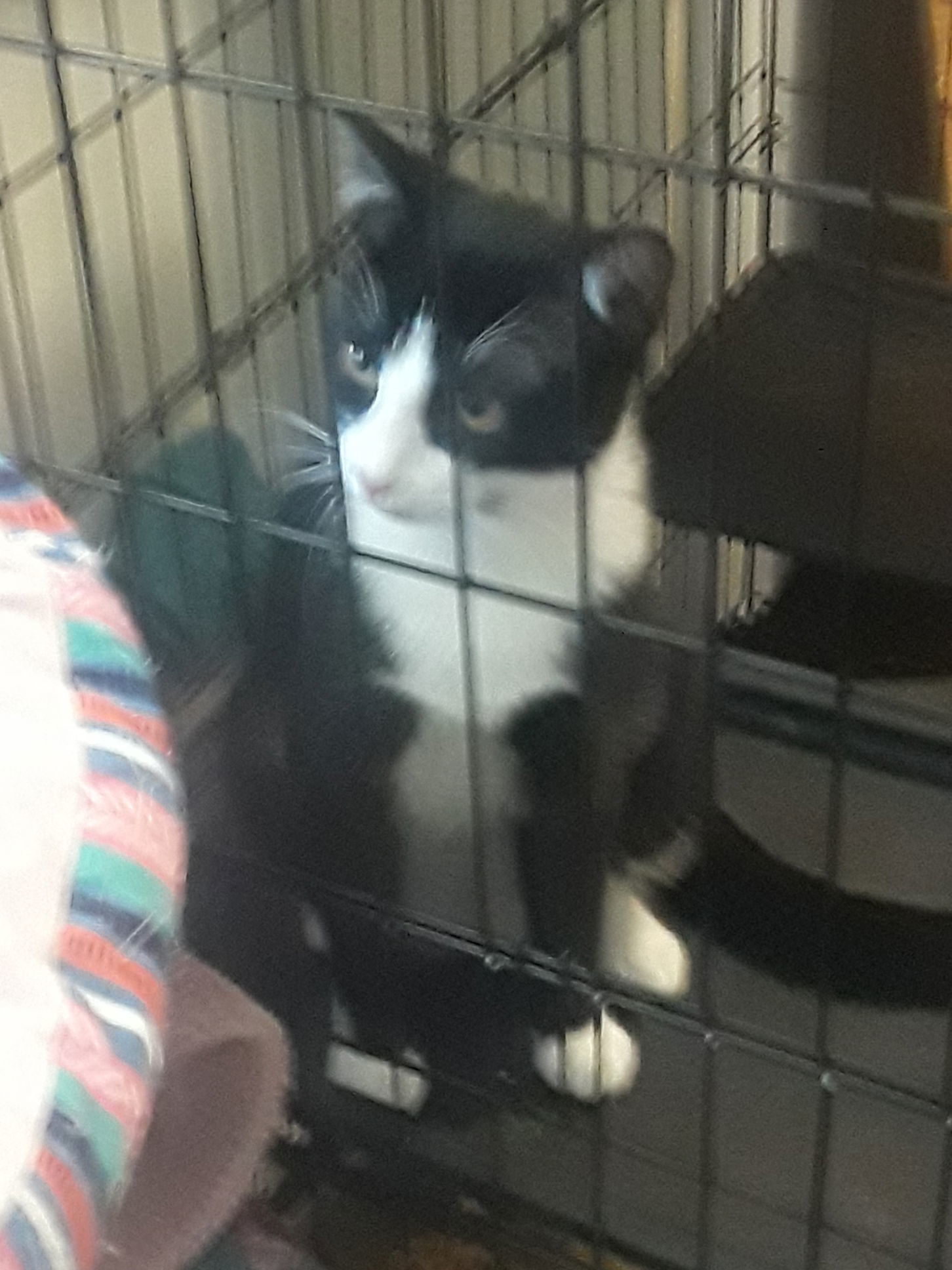 Shirley, an adoptable Domestic Short Hair, Tuxedo in Crescent, OK, 73028 | Photo Image 2