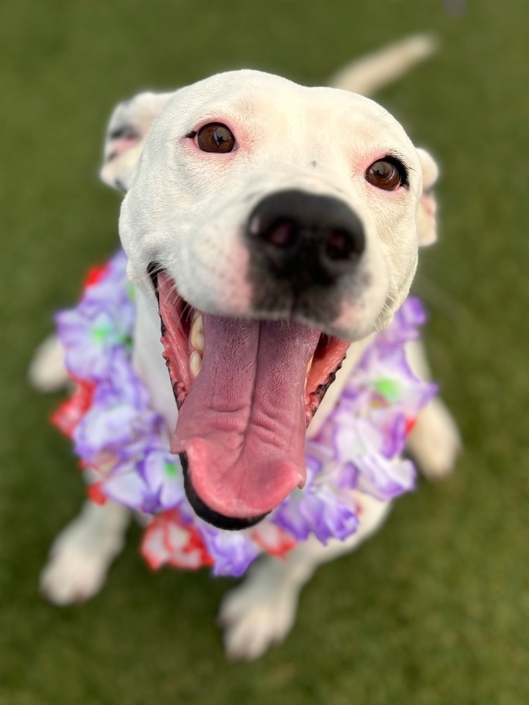 Nana, an adoptable Dalmatian, Terrier in Fort Lauderdale, FL, 33304 | Photo Image 1