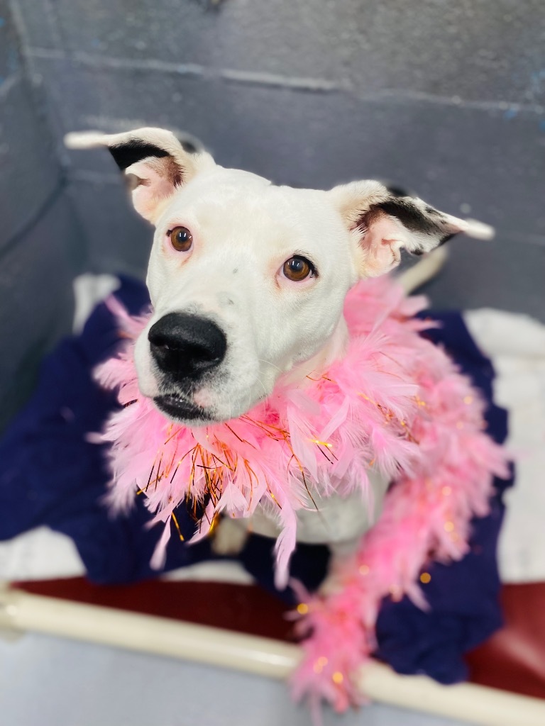 Nana, an adoptable Dalmatian, Terrier in Fort Lauderdale, FL, 33304 | Photo Image 1