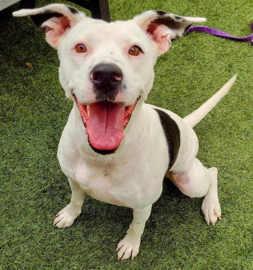 Nana, an adoptable Dalmatian, Terrier in Fort Lauderdale, FL, 33304 | Photo Image 2