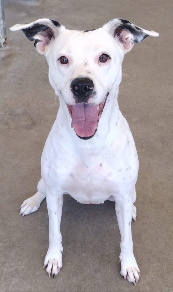Nana, an adoptable Dalmatian, Terrier in Fort Lauderdale, FL, 33304 | Photo Image 3