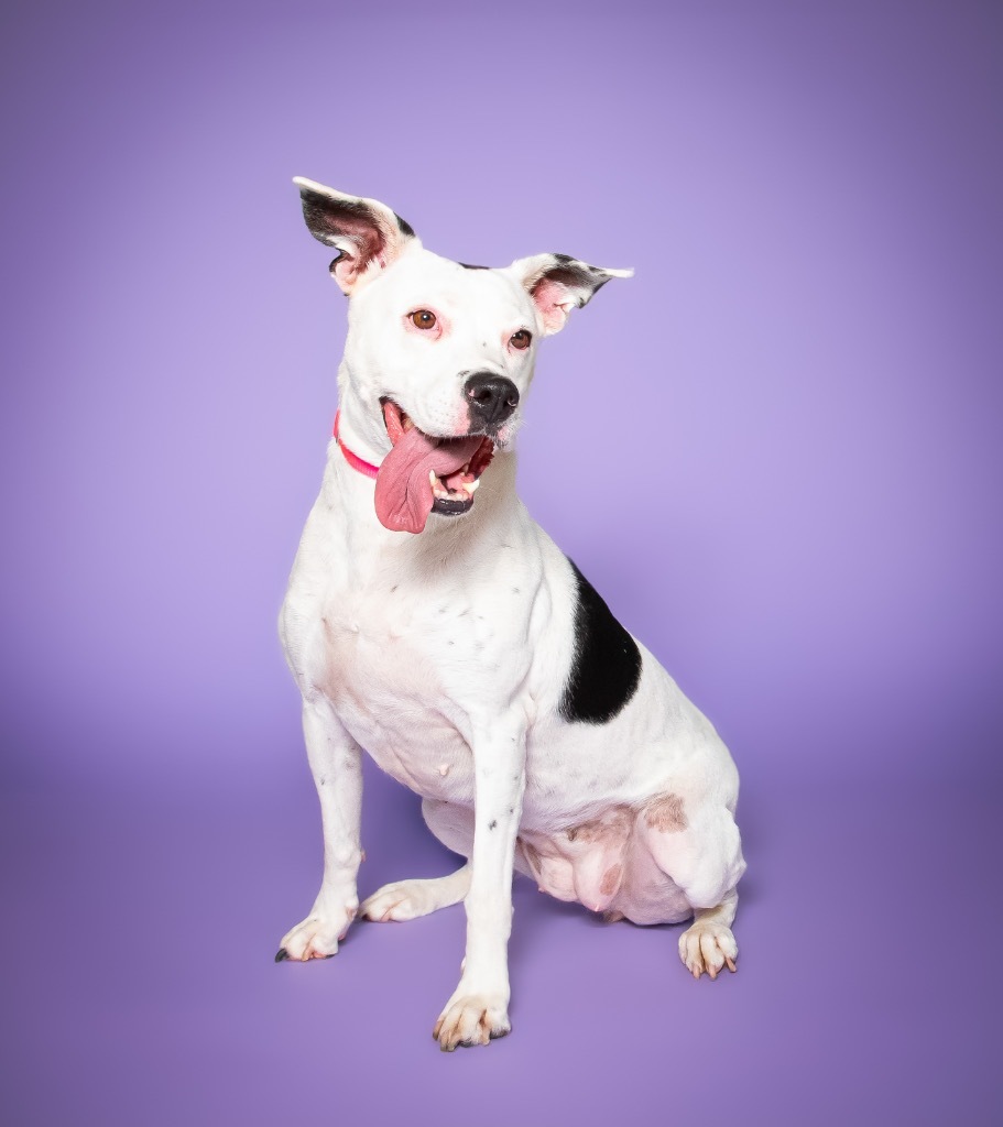 Nana, an adoptable Dalmatian, Terrier in Fort Lauderdale, FL, 33304 | Photo Image 3