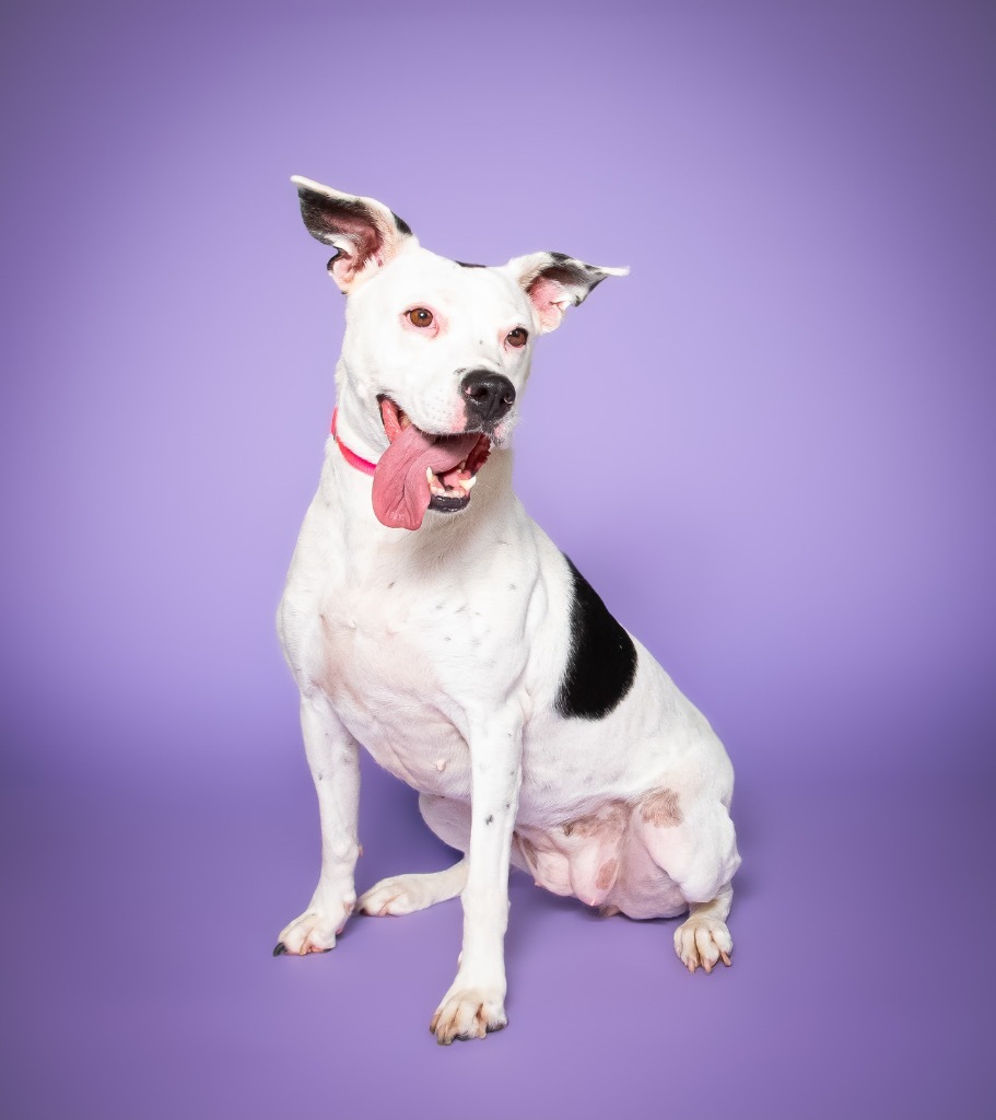 Nana, an adoptable Dalmatian, Terrier in Fort Lauderdale, FL, 33304 | Photo Image 4