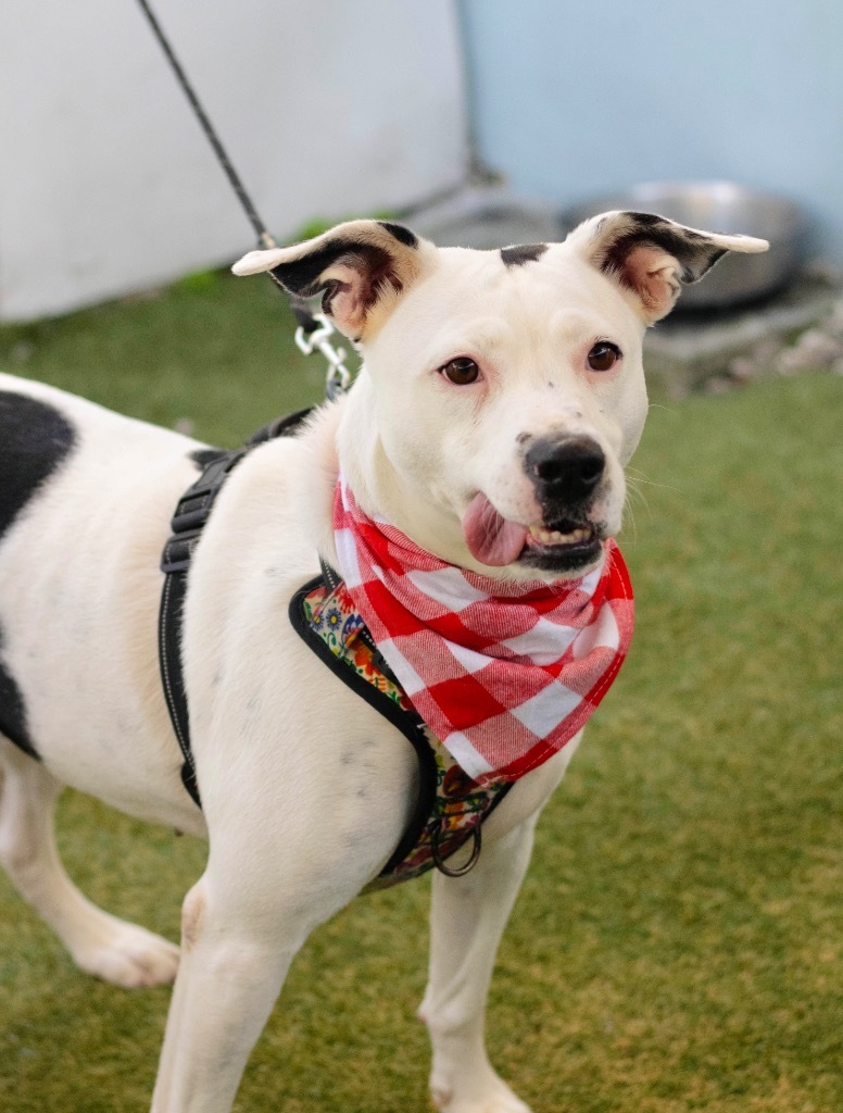 Nana, an adoptable Dalmatian, Terrier in Fort Lauderdale, FL, 33304 | Photo Image 5