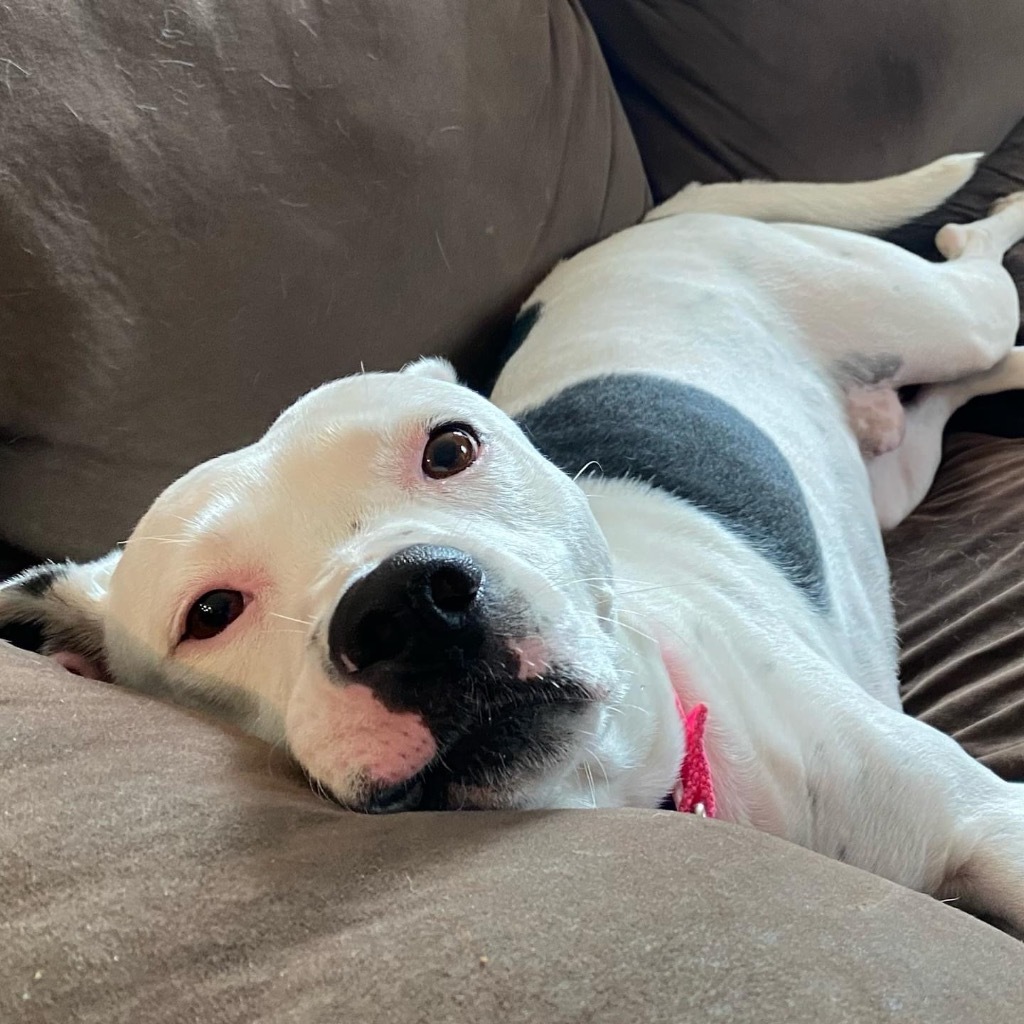 Nana, an adoptable Dalmatian, Terrier in Fort Lauderdale, FL, 33304 | Photo Image 5