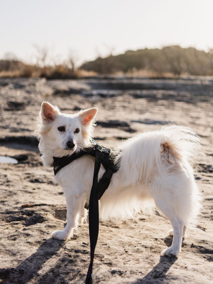 Eskimo corgi cheap