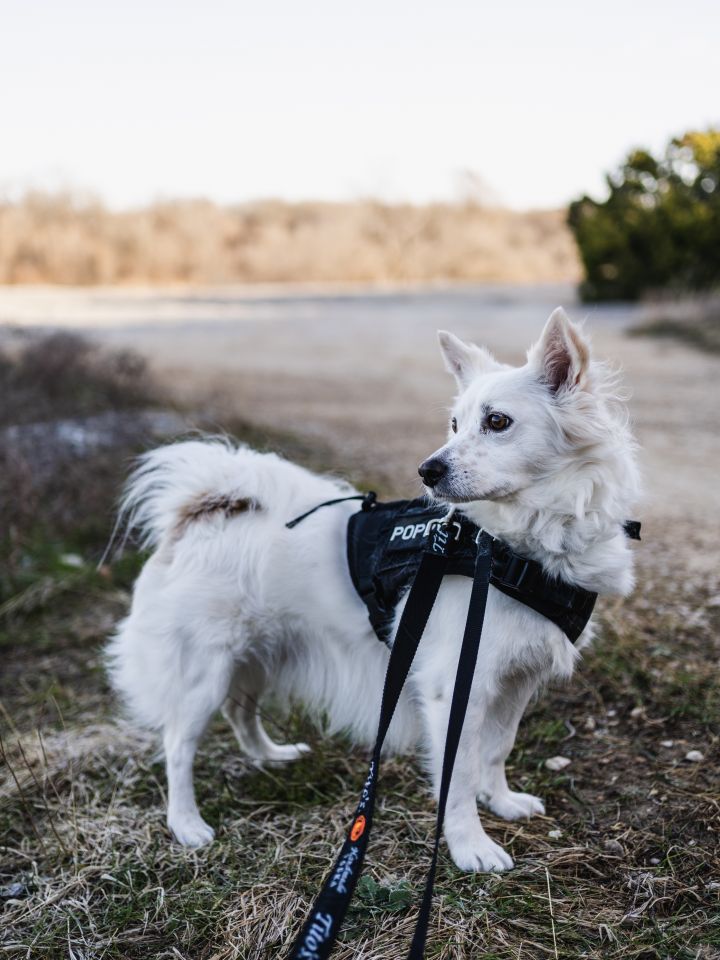 Corgi american hot sale eskimo mix