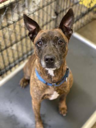 Buddy, an adoptable Mixed Breed in North Myrtle Beach, SC, 29582 | Photo Image 2