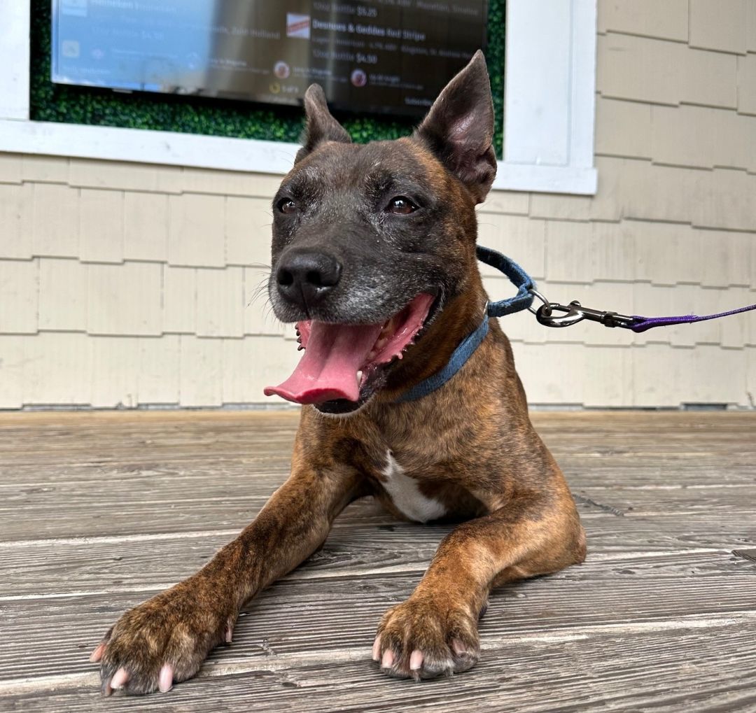 Buddy, an adoptable Mixed Breed in North Myrtle Beach, SC, 29582 | Photo Image 5