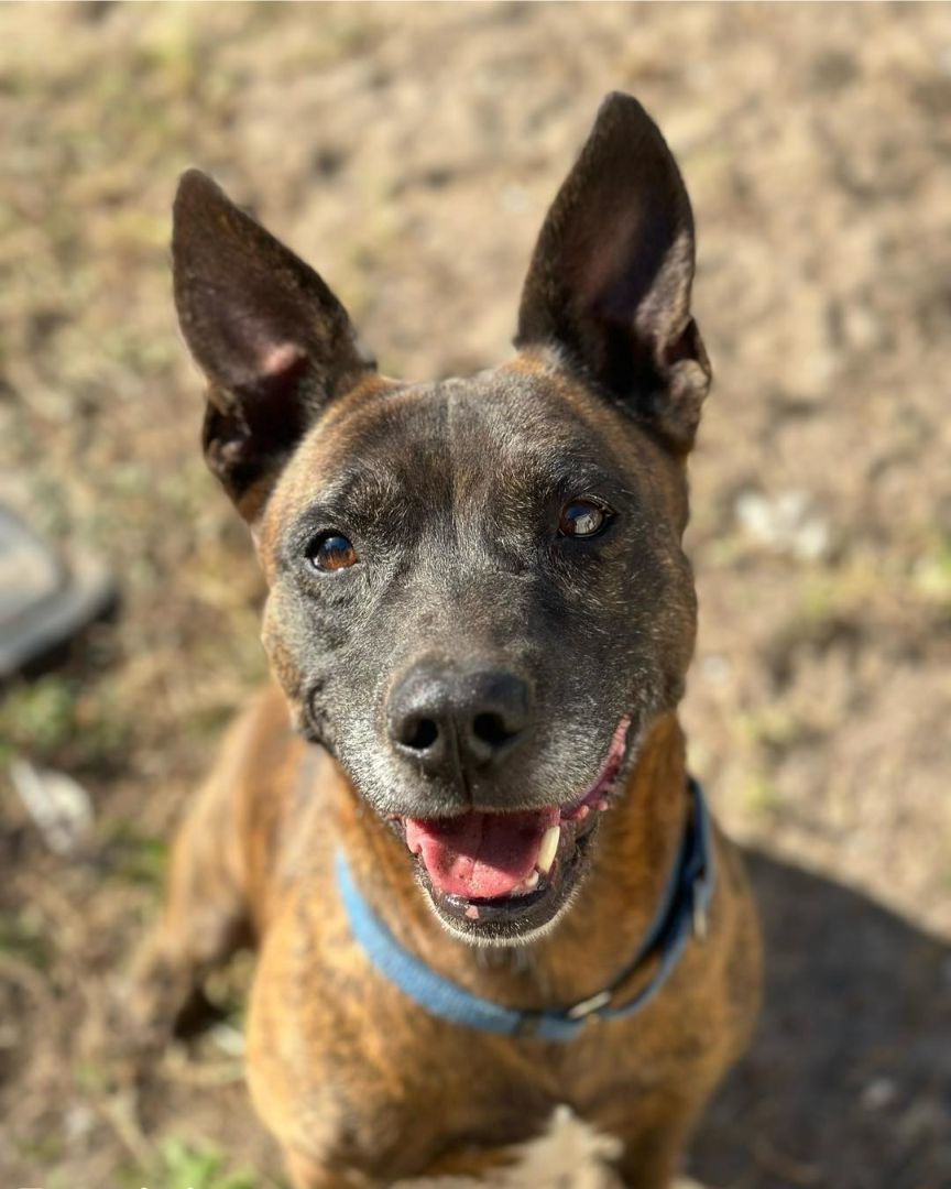 Buddy, an adoptable Mixed Breed in North Myrtle Beach, SC, 29582 | Photo Image 6