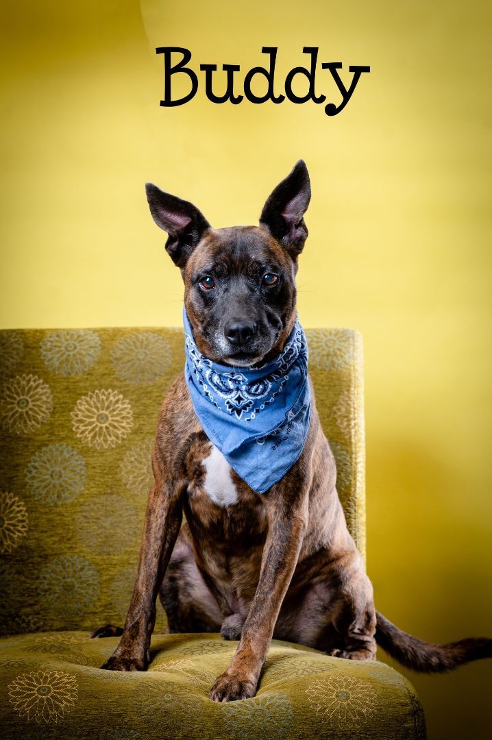 Buddy, an adoptable Mixed Breed in North Myrtle Beach, SC, 29582 | Photo Image 1